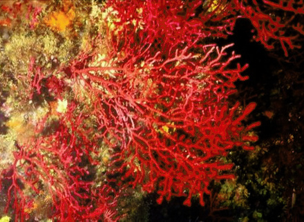 5547_lowres_asinglecelledmicrobeishelpingcoralssurviveclimatechangestudyfinds940x529_94797_crop (1).jpeg