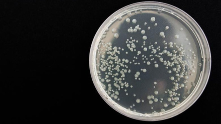 7691_bacteria359956_1280_932568_crop.jpg